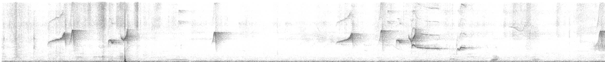 Graubauch-Dickichtschlüpfer - ML493649581