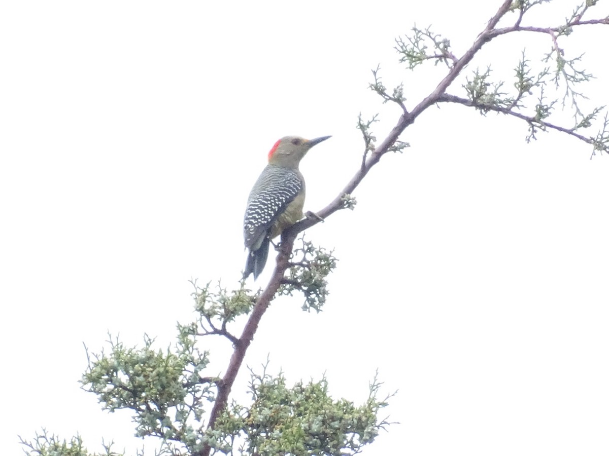 Golden-fronted Woodpecker - Francisco  Castillo