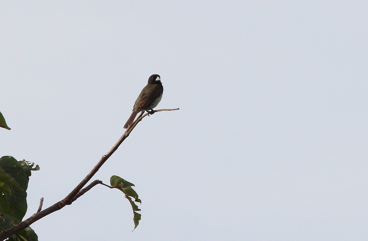 Yellow-bellied Seedeater - Nárgila Moura