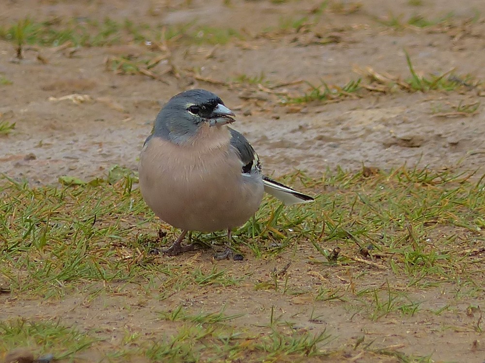 African Chaffinch (Tunisian) - ML49365161