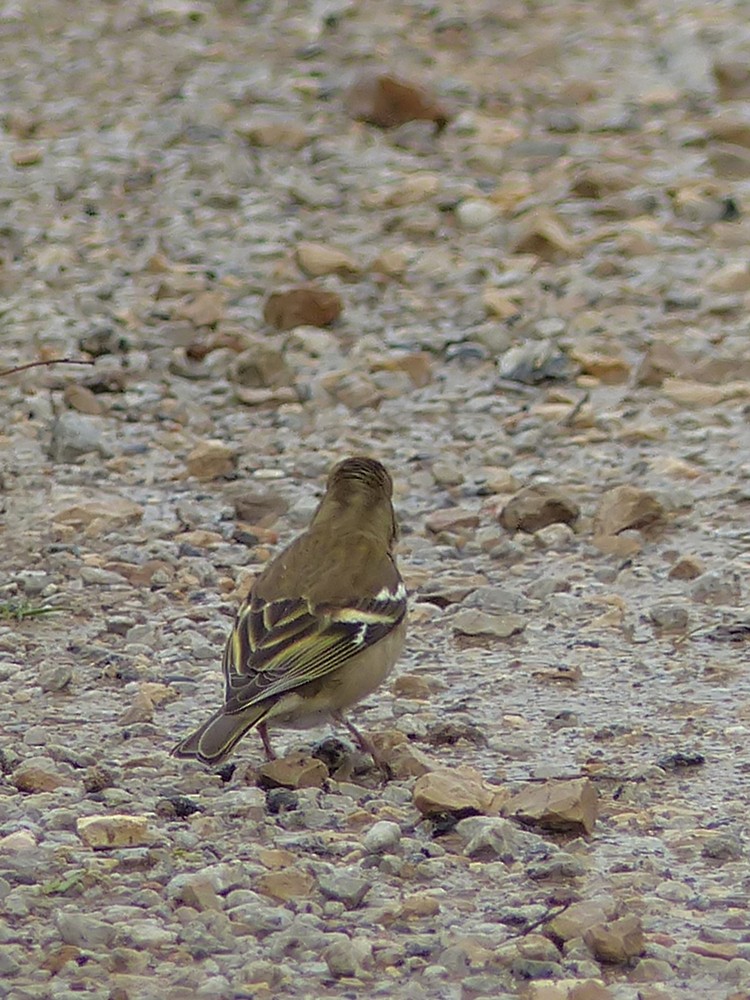 African Chaffinch (Tunisian) - ML49365221