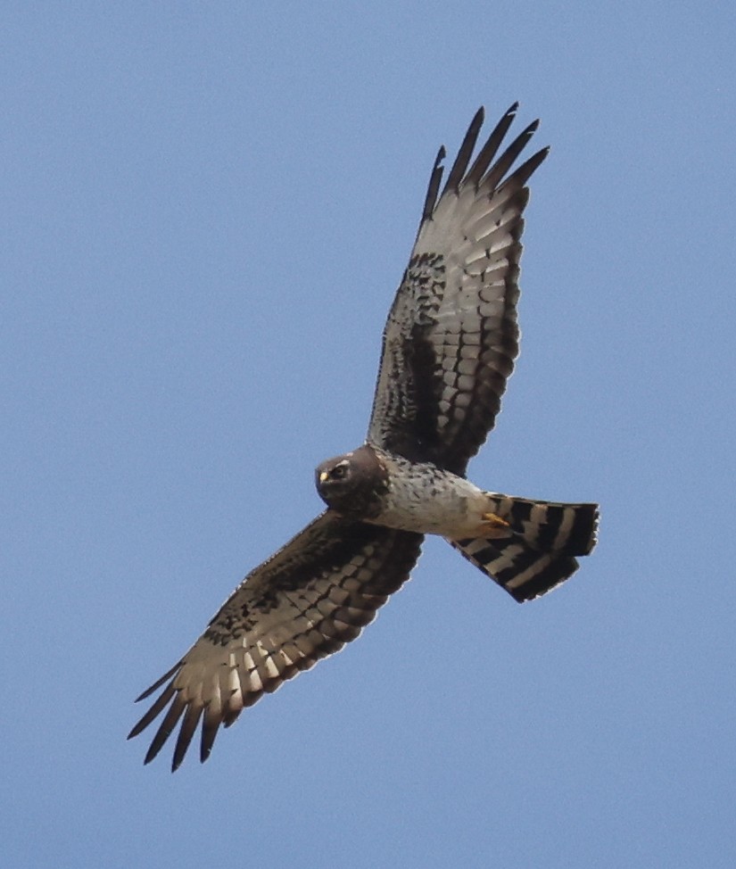 Black Harrier - ML493655281