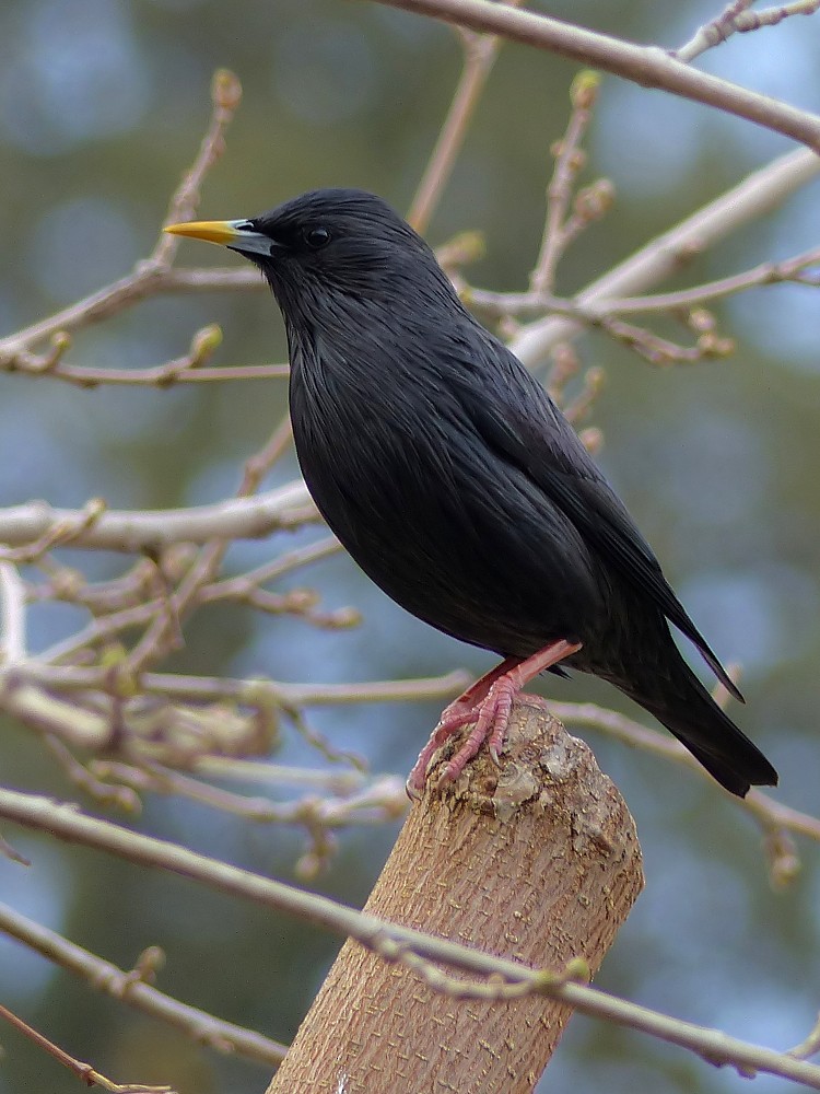 Spotless Starling - ML49365671