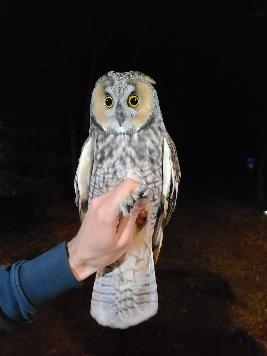 Long-eared Owl - ML493658761