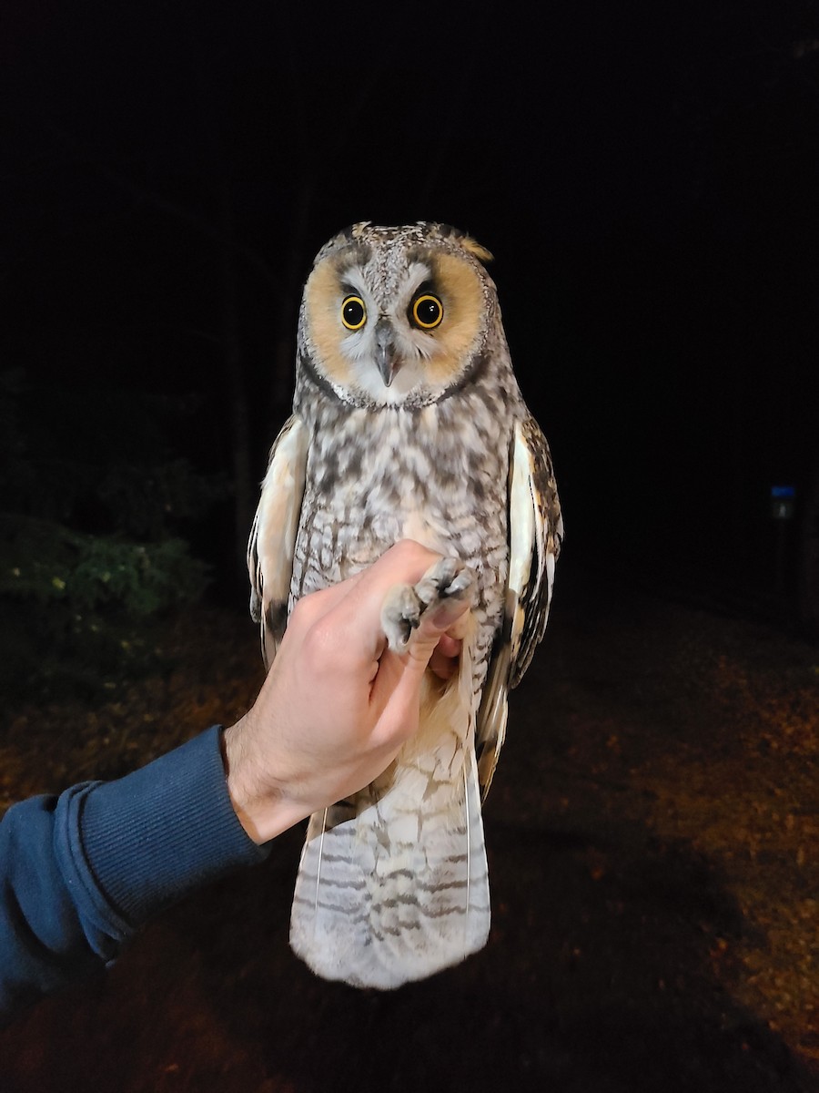 Long-eared Owl - ML493658771