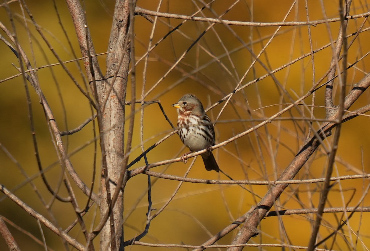 Fox Sparrow - ML493659371