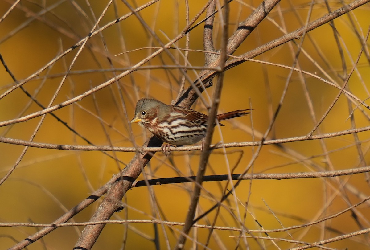 Fox Sparrow - ML493659381