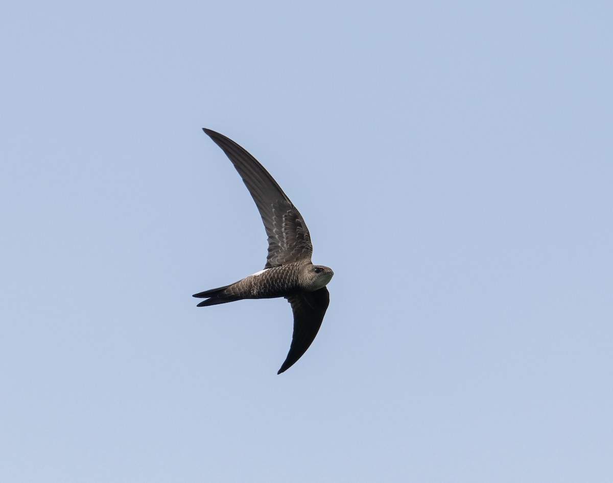 Pacific Swift - Chien N Lee