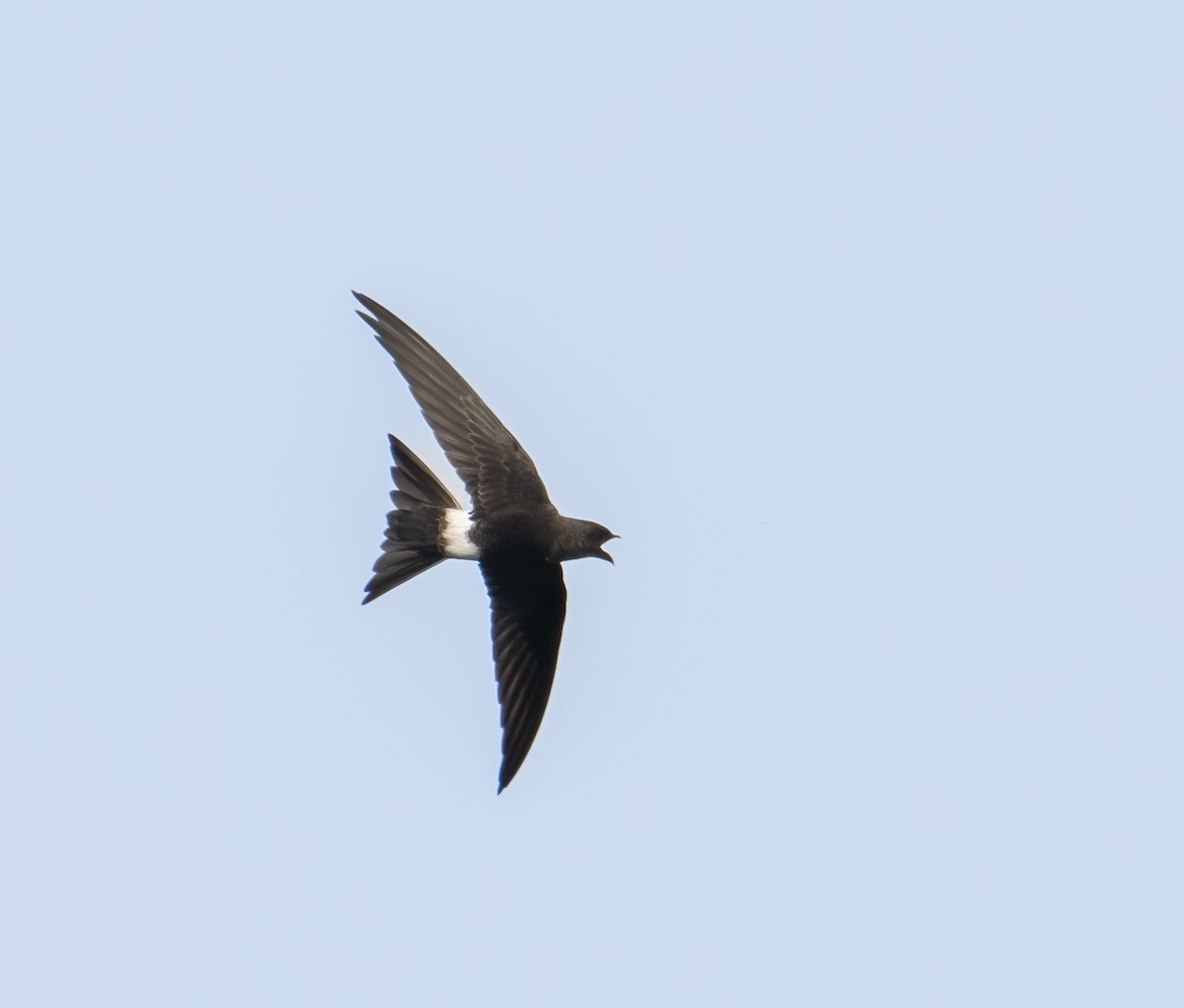 Pacific Swift - Chien N Lee