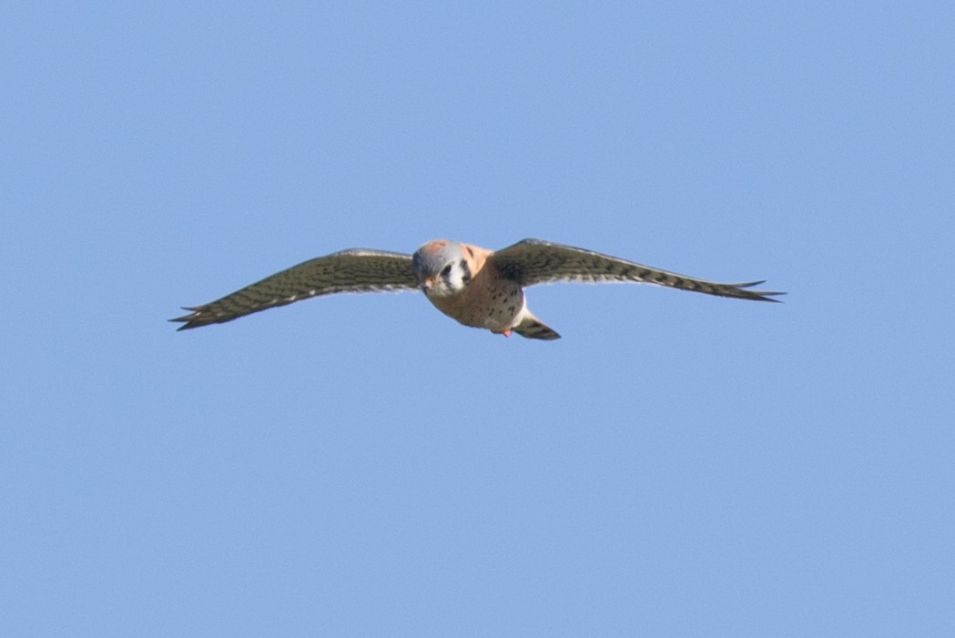 American Kestrel - ML49365971