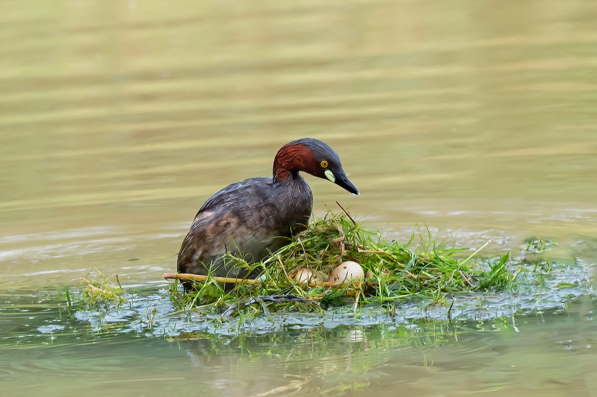 Little Grebe - ML493660081