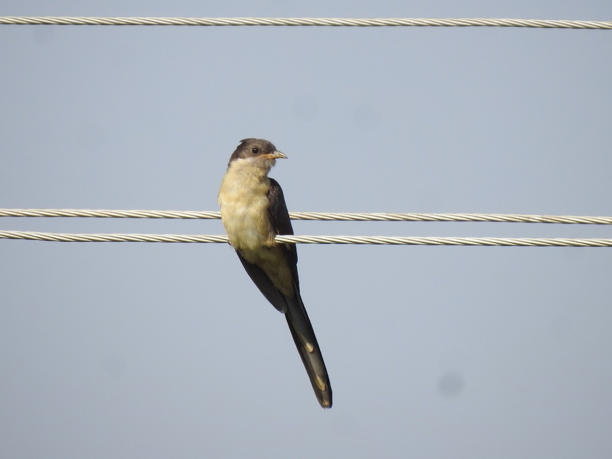 Pied Cuckoo - Ranjeet Singh