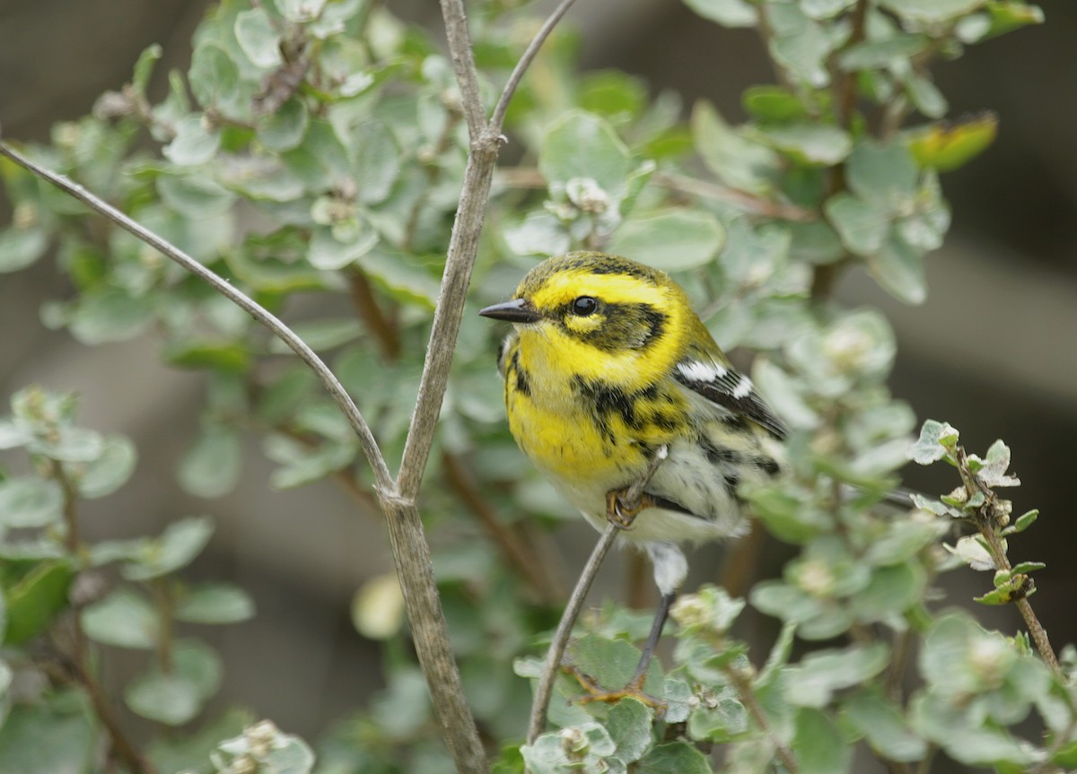 Townsend's Warbler - ML493664161