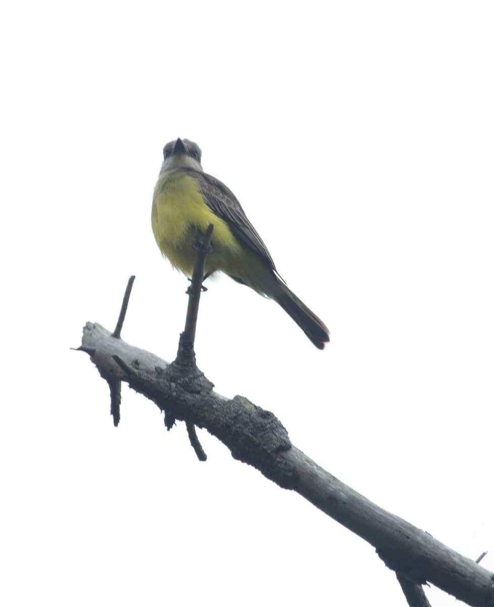 Tropical Kingbird - ML493664271