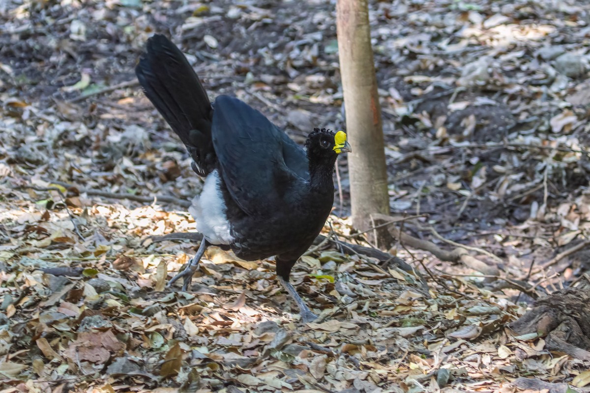 Great Curassow - ML493664321