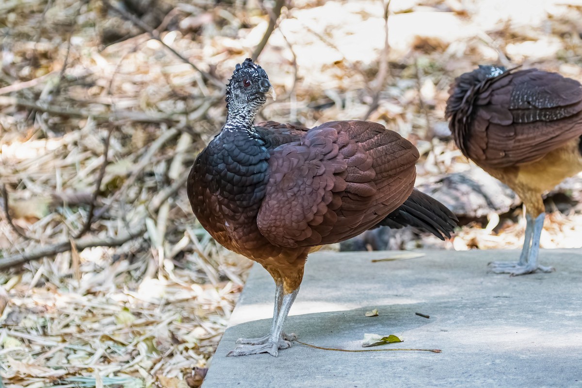 Great Curassow - ML493664331