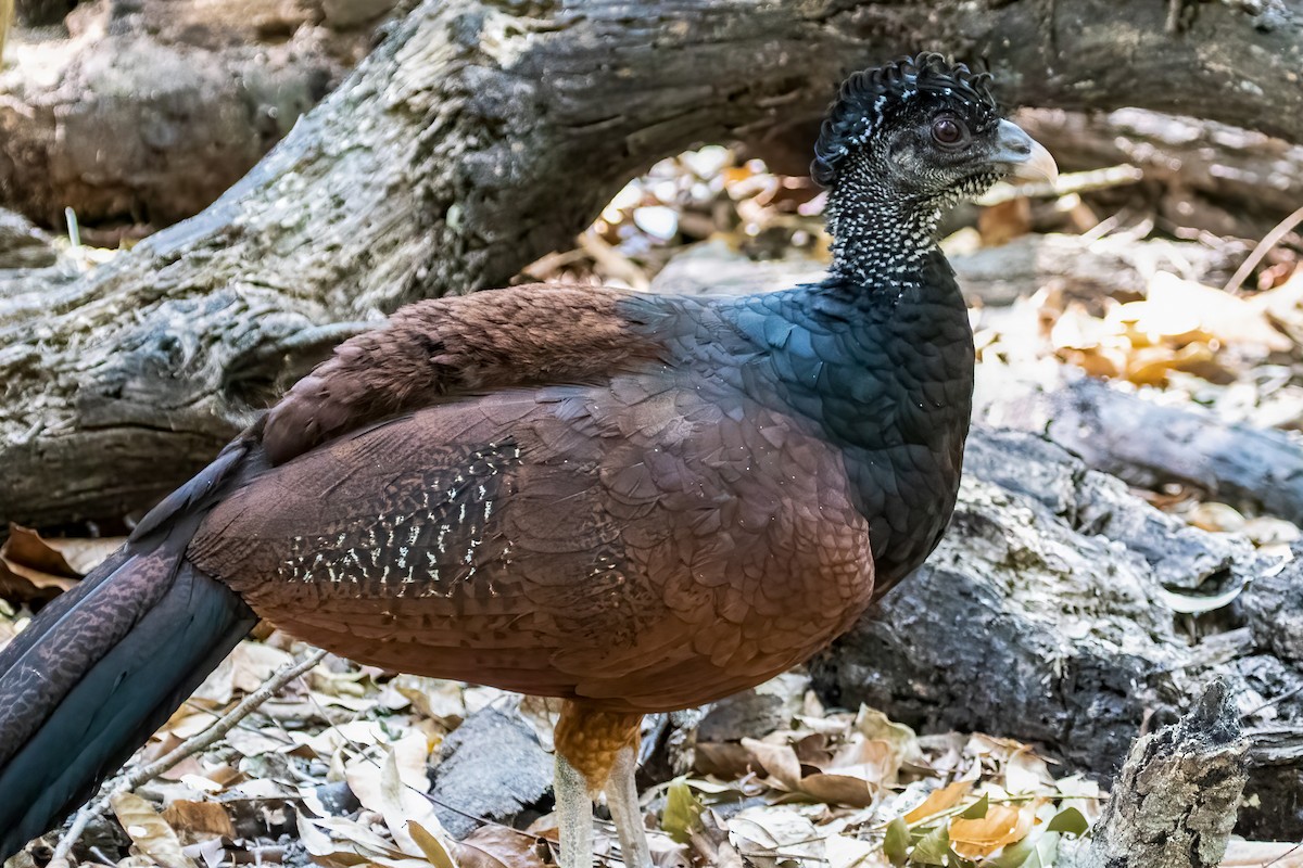 Great Curassow - ML493664341