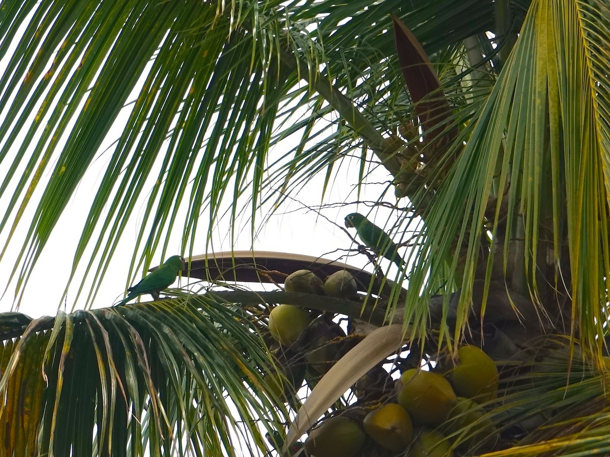 Hispaniolan Parakeet - ML493665591