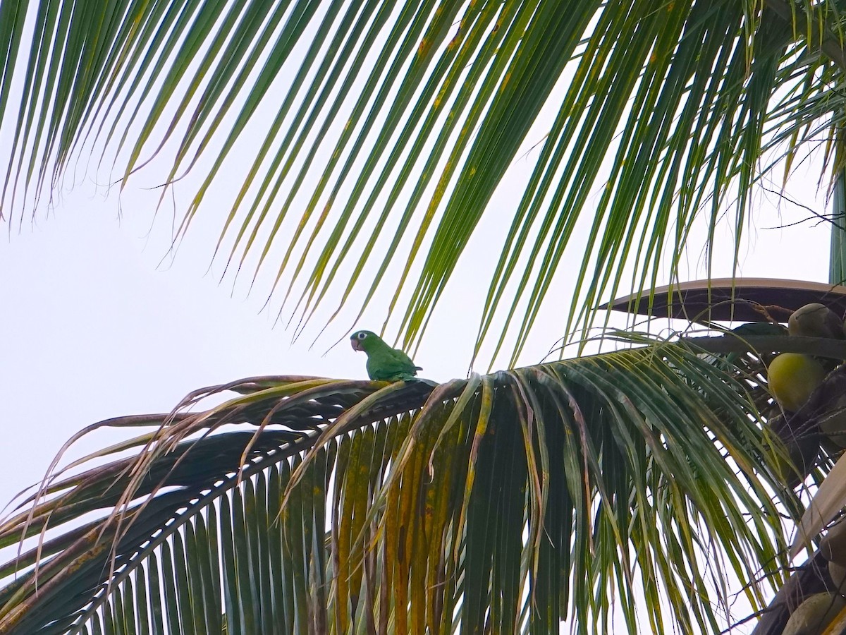 Hispaniolan Parakeet - ML493665611