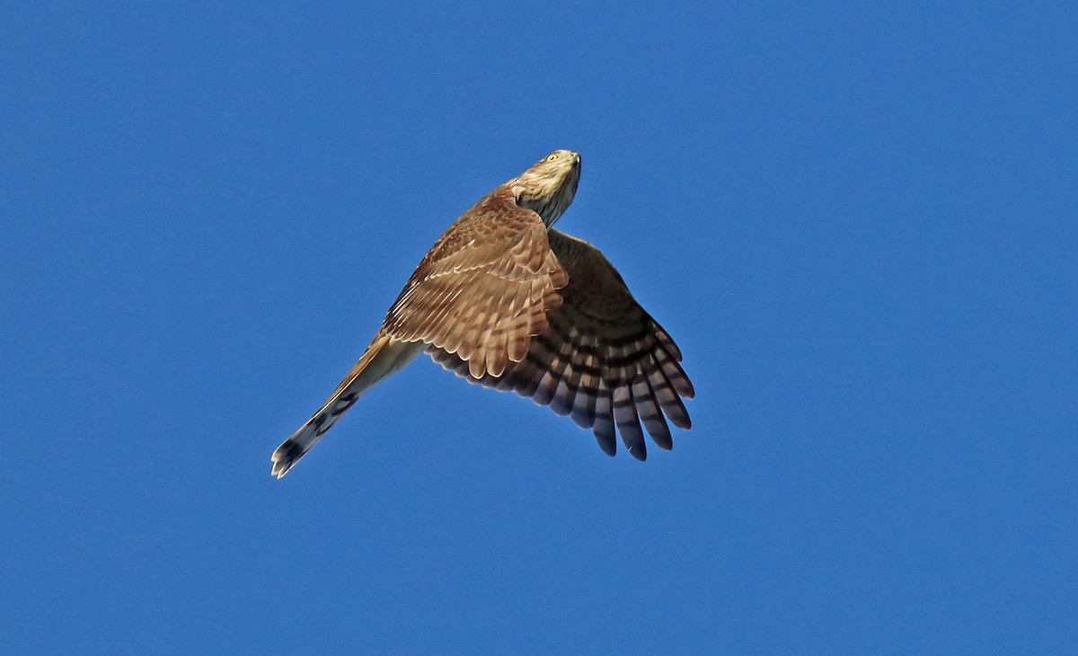 Sharp-shinned Hawk - Corey Finger