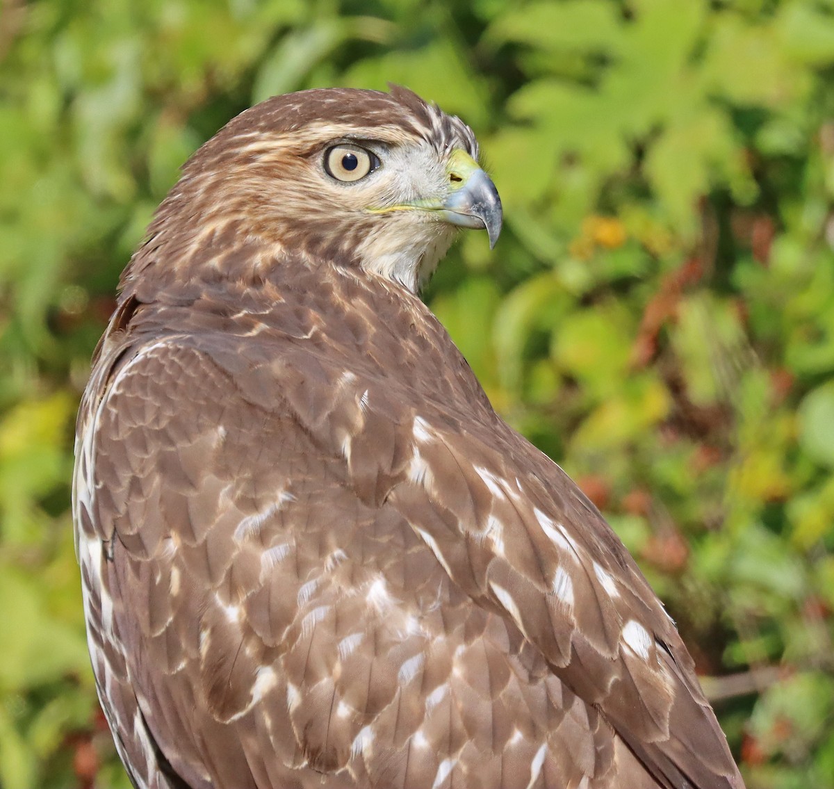 Red-tailed Hawk - ML493665741