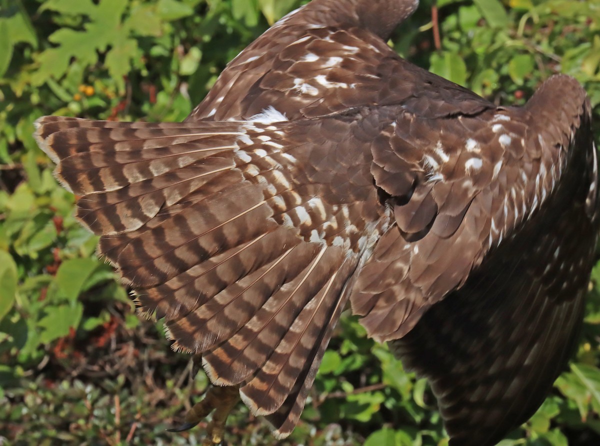 Red-tailed Hawk - ML493665751