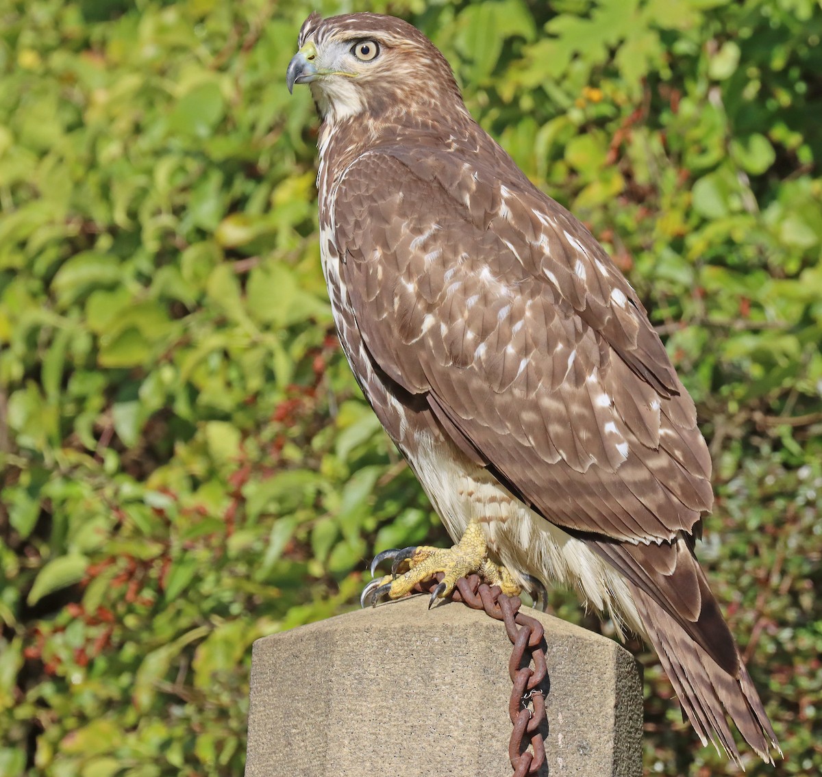 Red-tailed Hawk - ML493665771