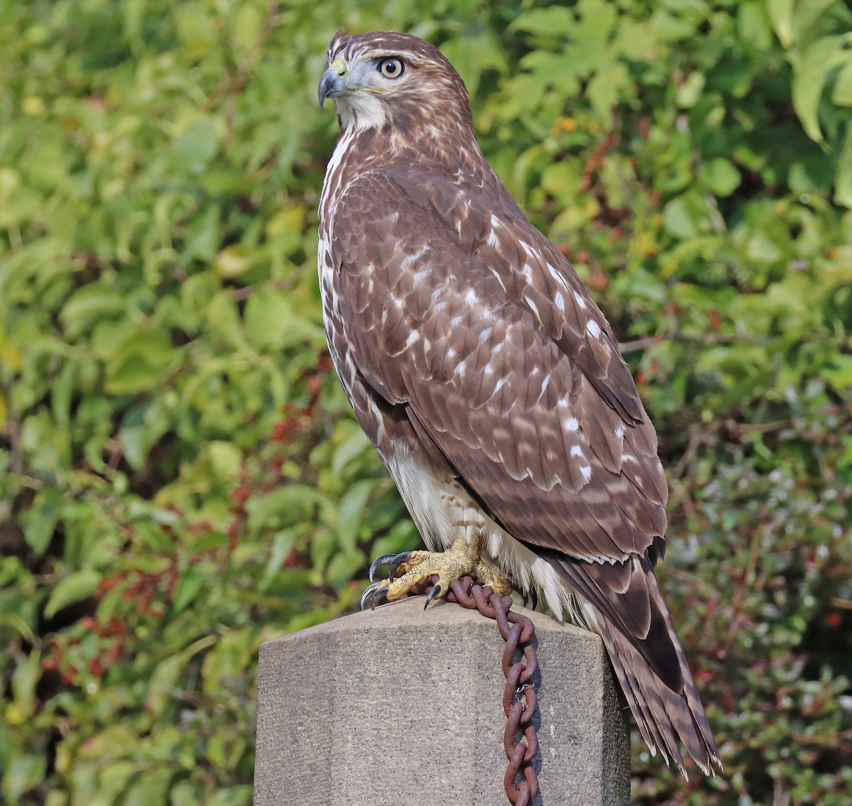 Red-tailed Hawk - ML493665781