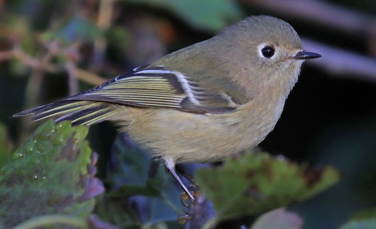 Ruby-crowned Kinglet - ML493665901