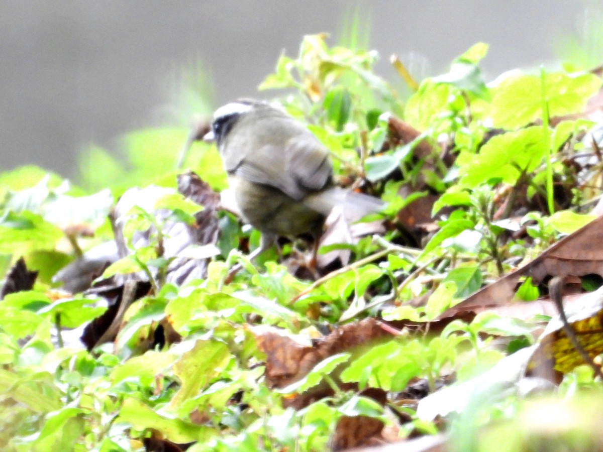 Black-cheeked Warbler - ML493665921