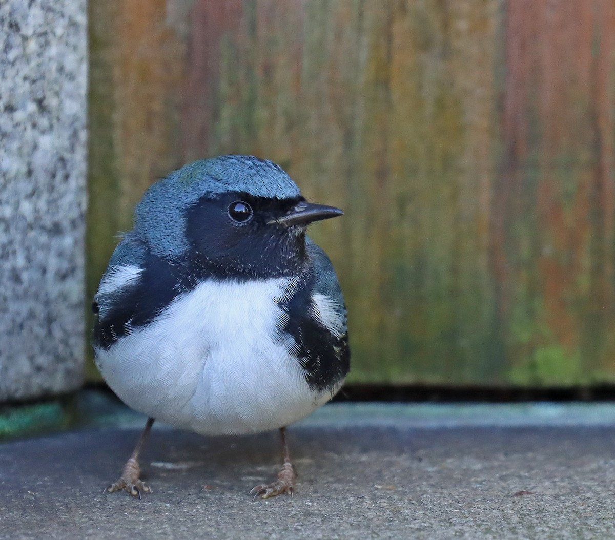 Black-throated Blue Warbler - ML493665991