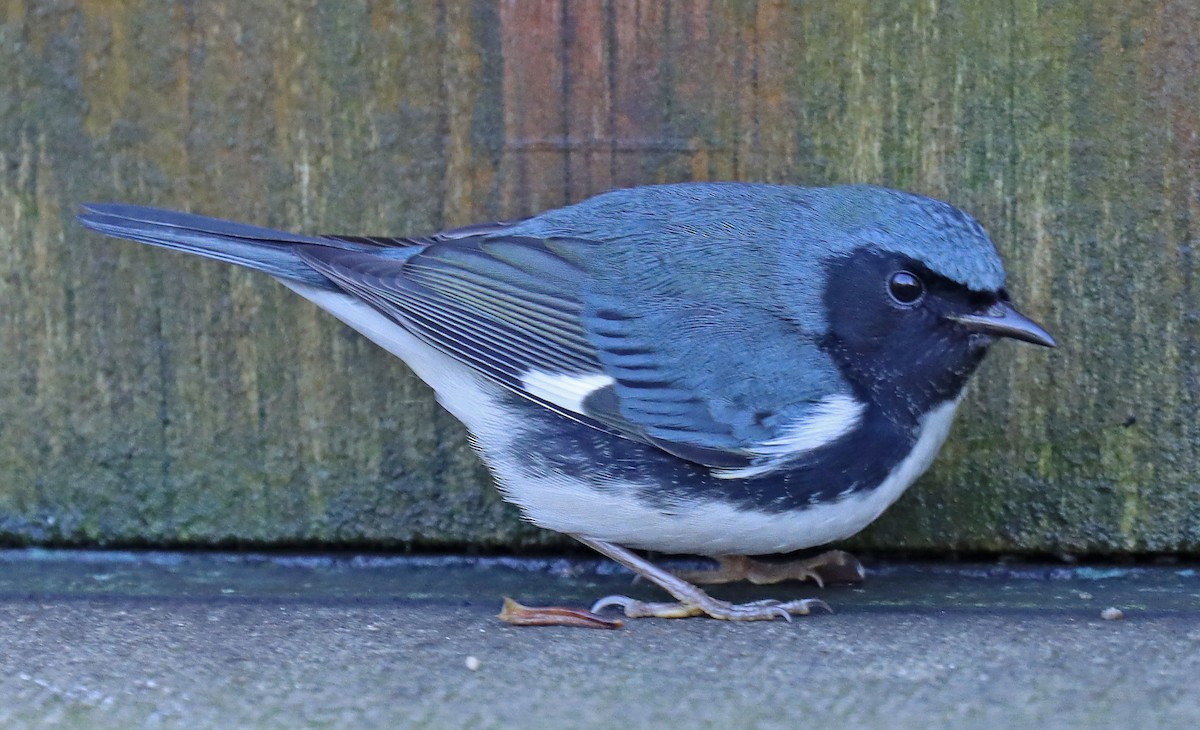 Black-throated Blue Warbler - ML493666001