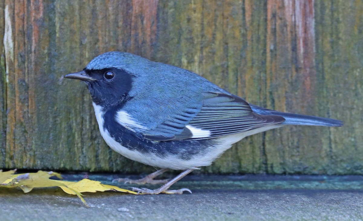 Black-throated Blue Warbler - ML493666011