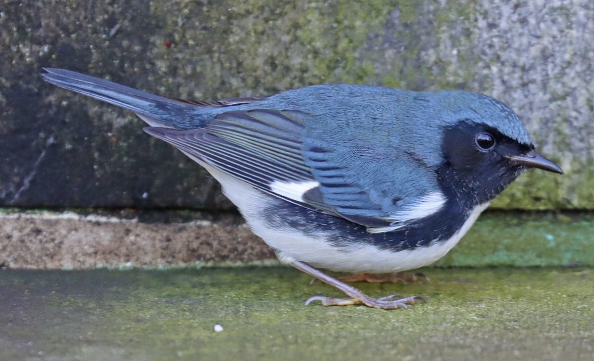 Paruline bleue - ML493666021