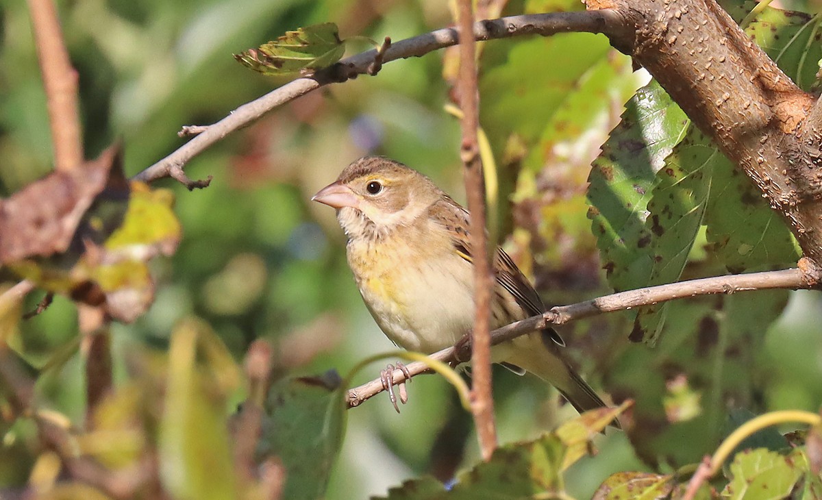 Dickcissel d'Amérique - ML493666101