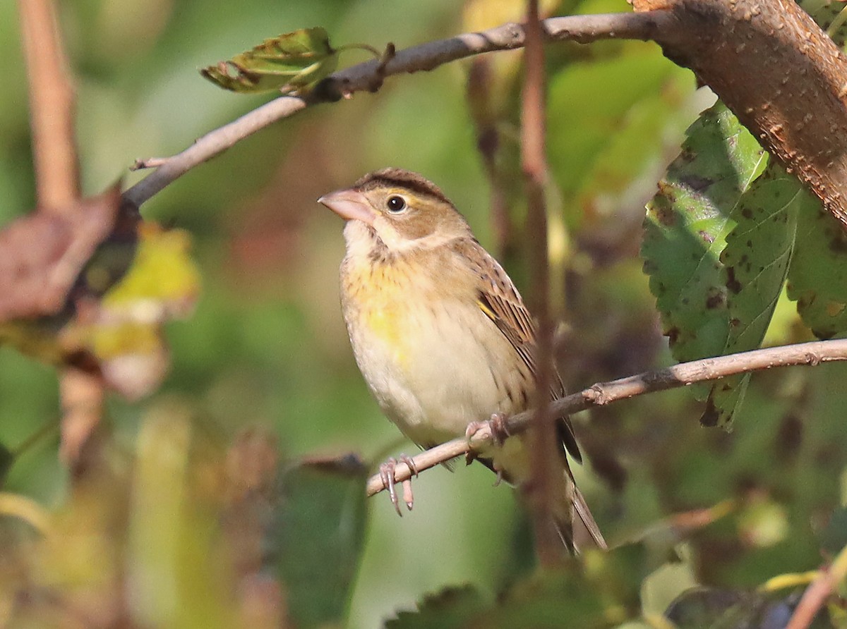 Dickcissel d'Amérique - ML493666111