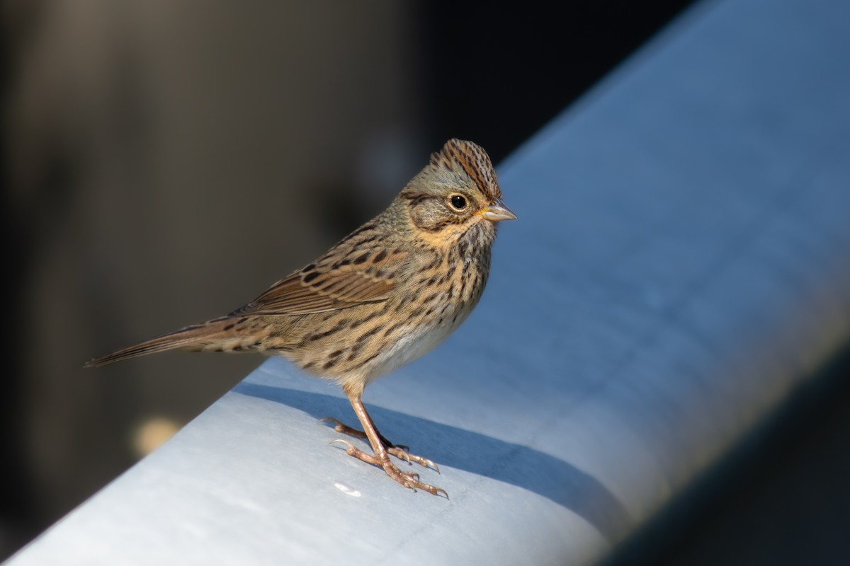 Lincoln's Sparrow - ML493666581