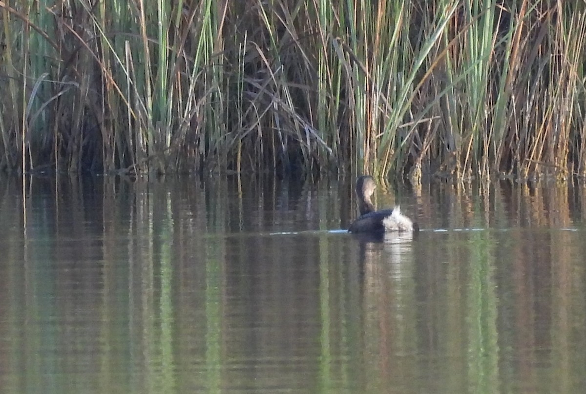 Pied-billed Grebe - ML493667821