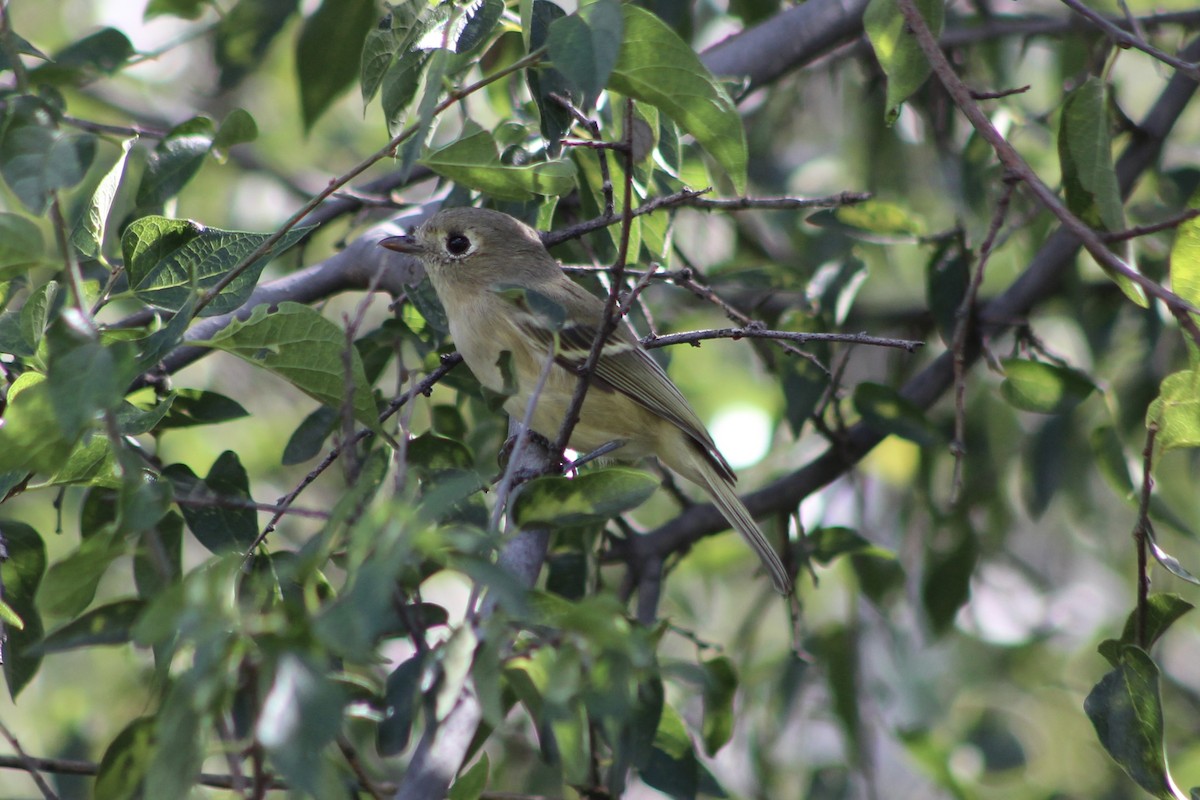 Hutton's Vireo - ML493667841