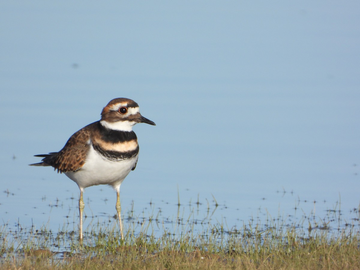 Killdeer - ML493669921