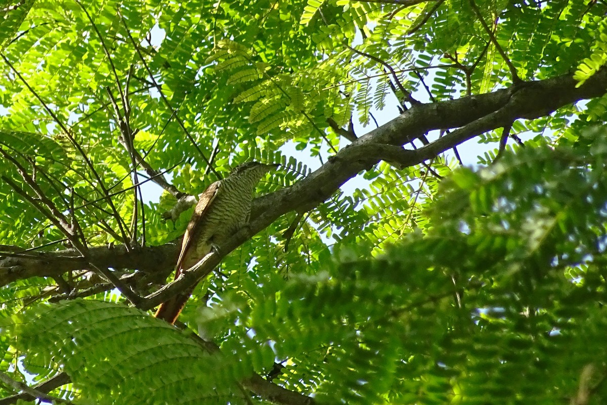 Banded Bay Cuckoo - Theivaprakasham Hari