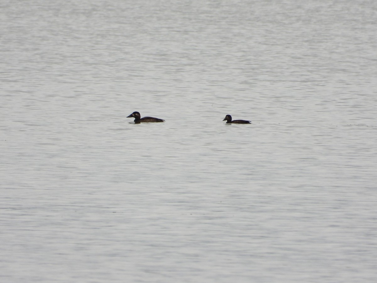 Surf Scoter - Martine Parent