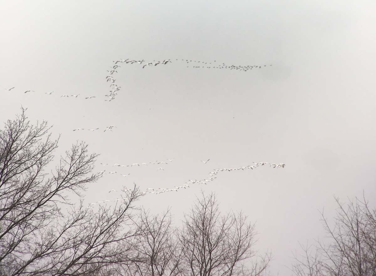 Цасны галуу - ML49367141