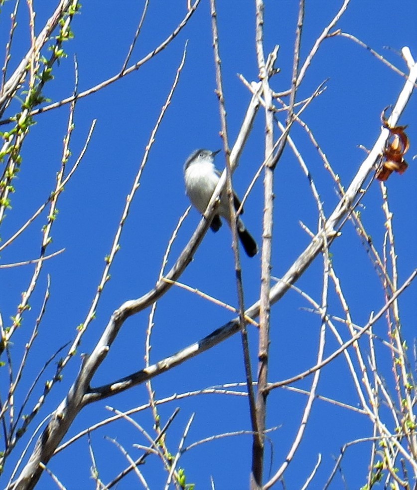 Black-tailed Gnatcatcher - ML49367151