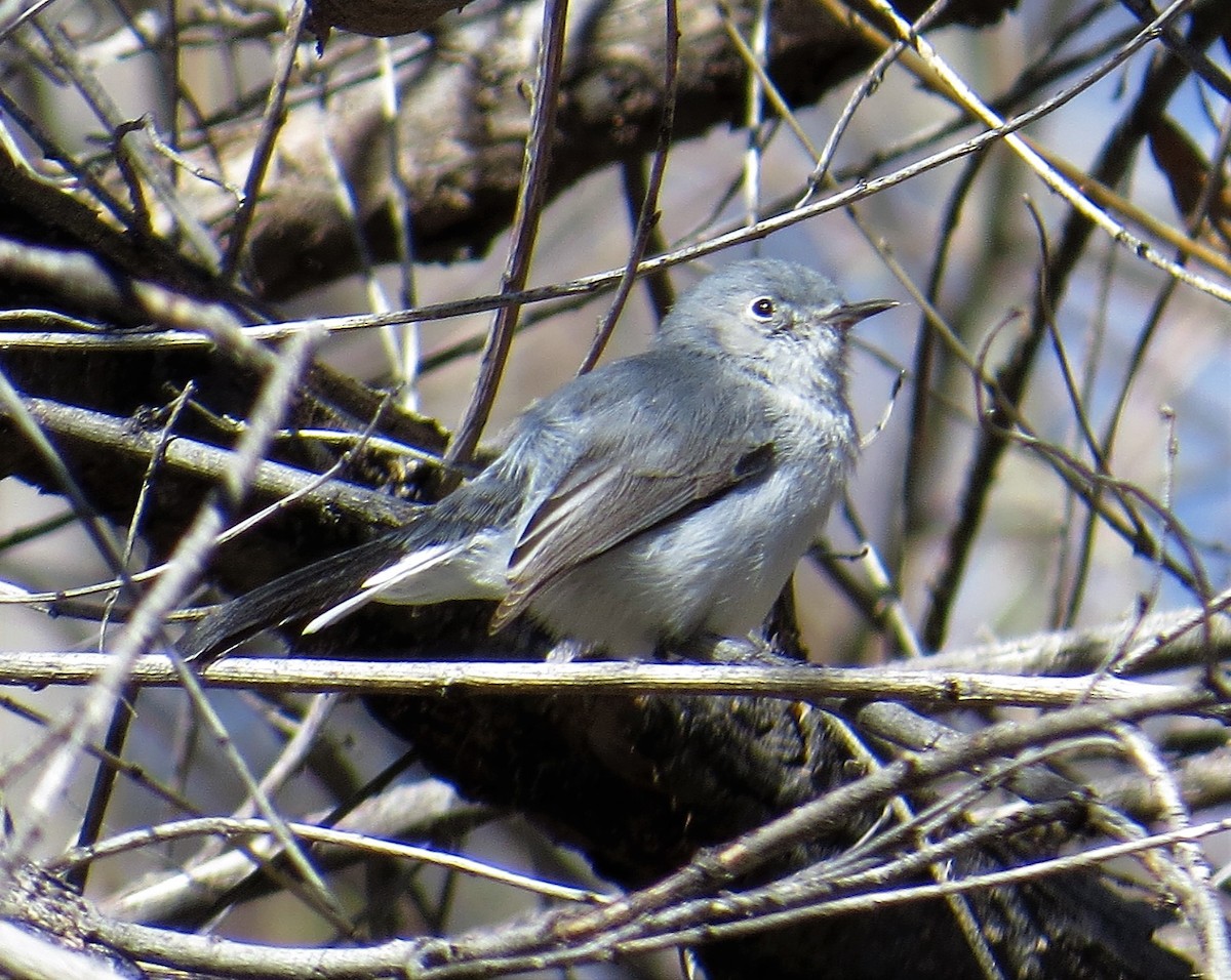 Black-tailed Gnatcatcher - ML49367171