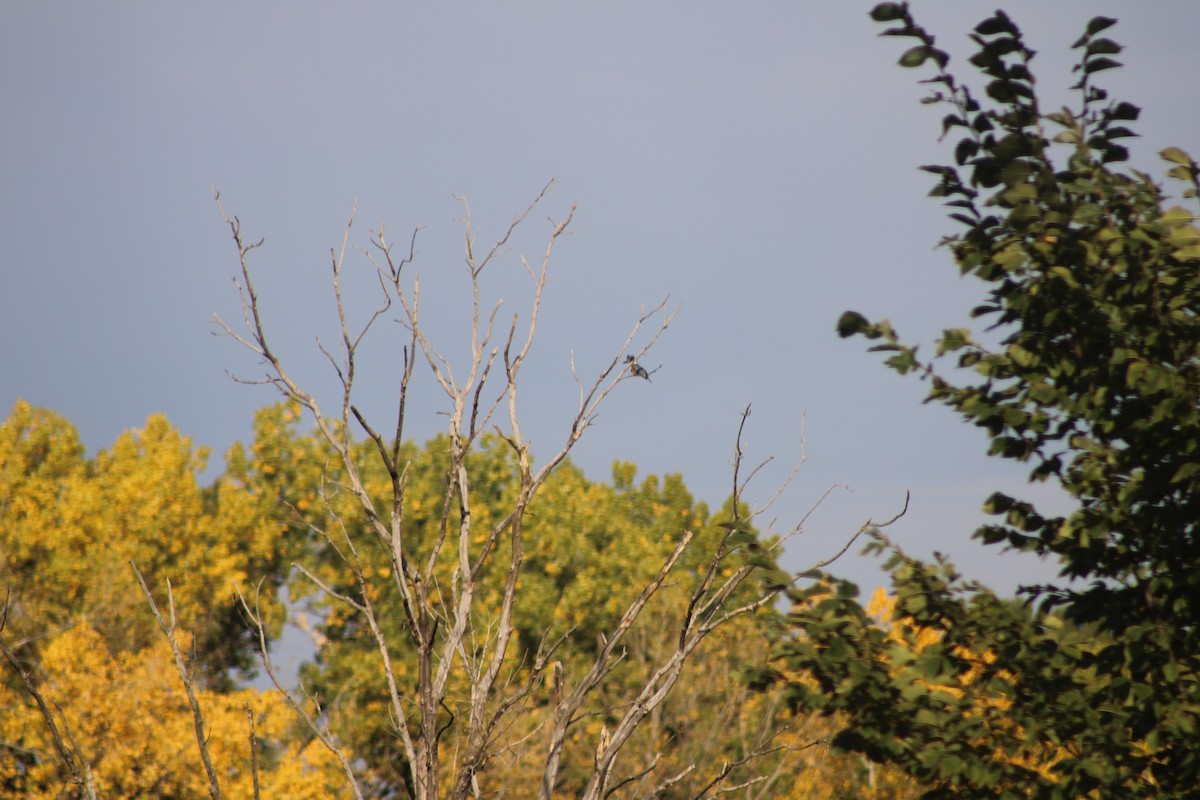 Belted Kingfisher - Anonymous