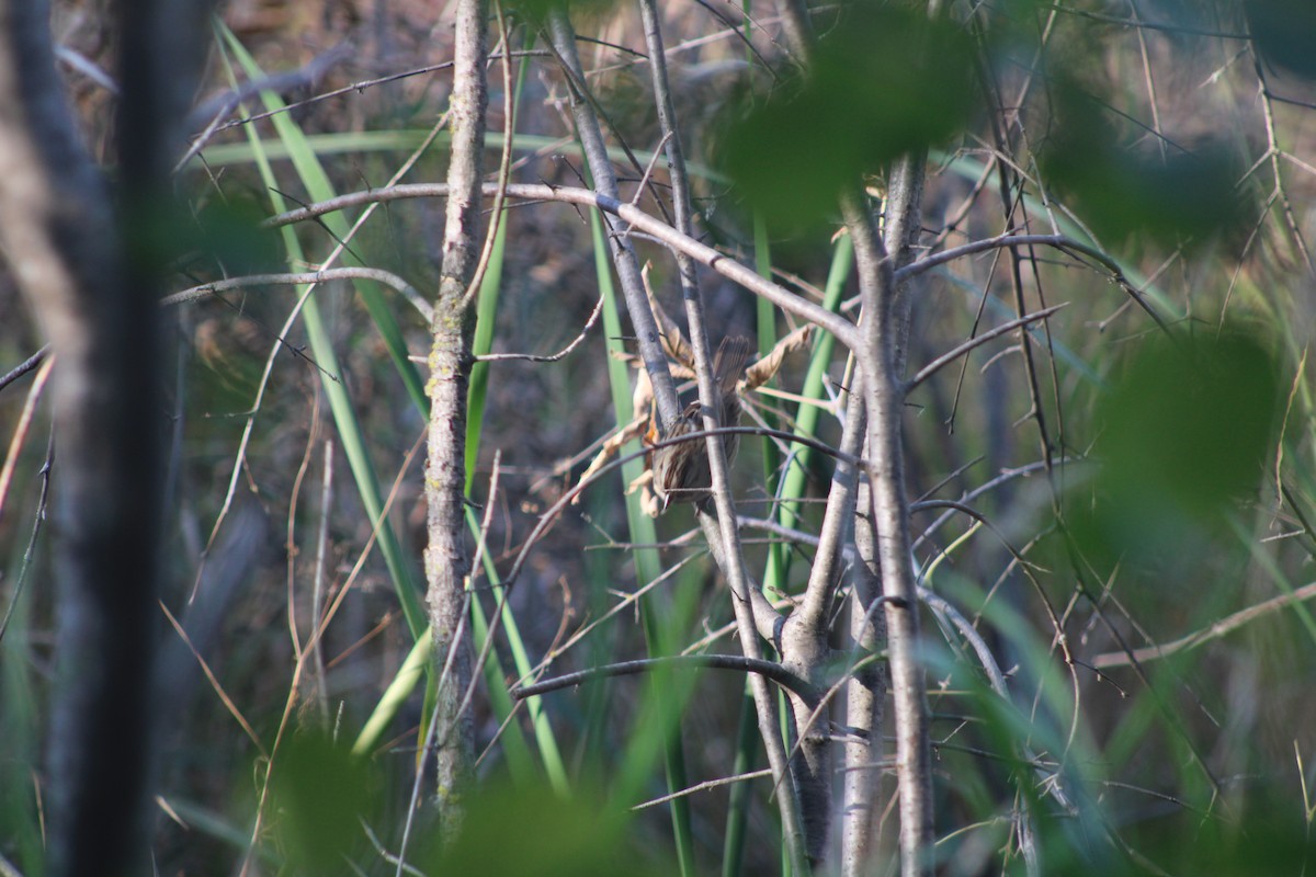 Lincoln's Sparrow - ML493674471