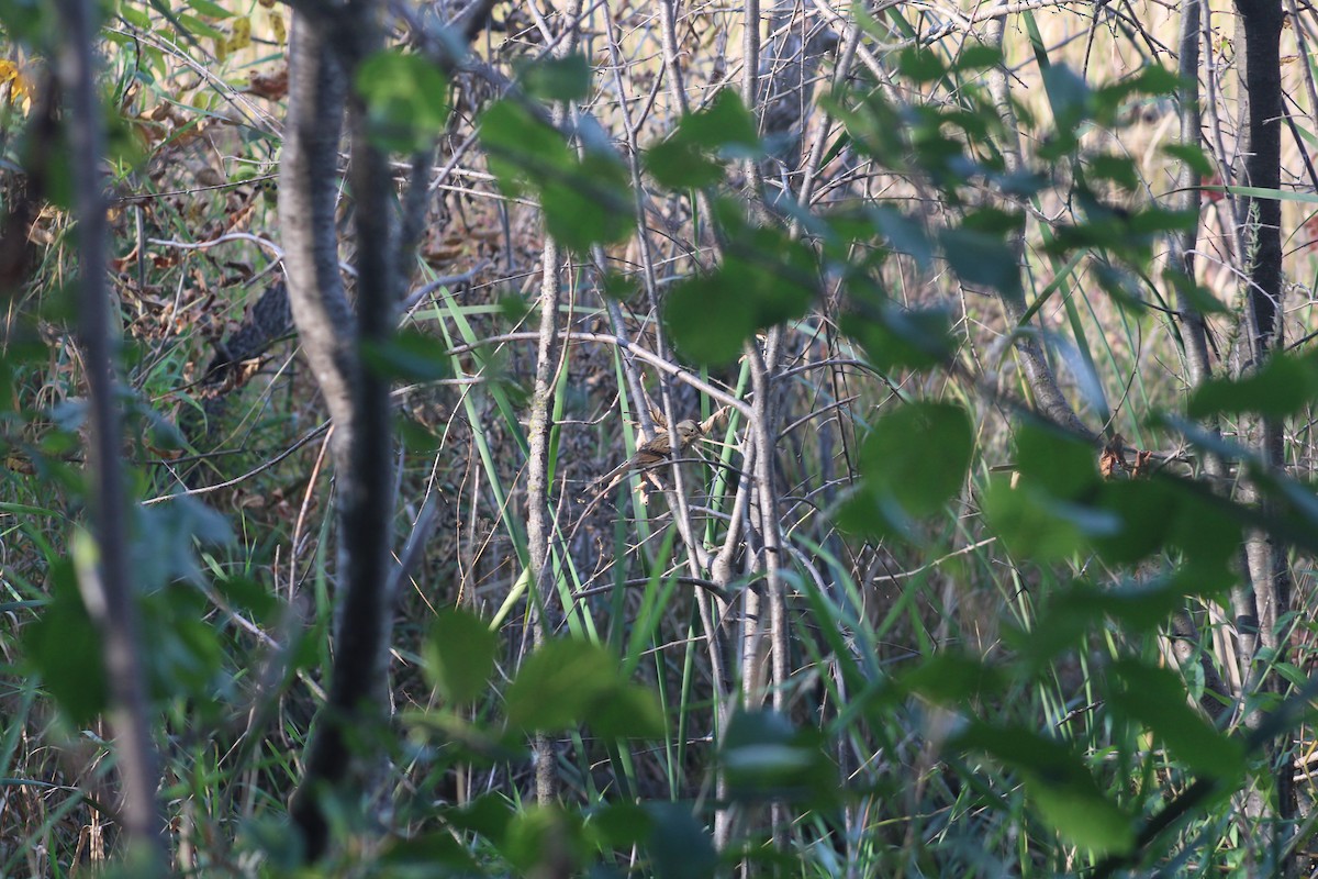 Lincoln's Sparrow - Anonymous