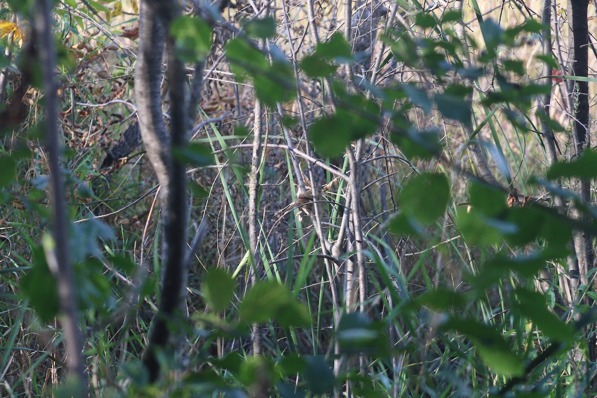 Lincoln's Sparrow - ML493674491