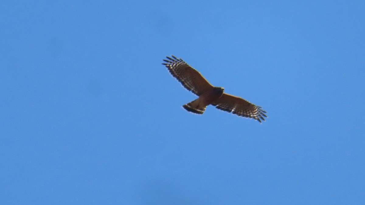 Red-shouldered Hawk - ML493675111